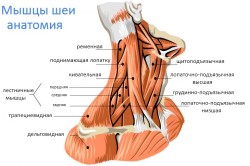 Строение мышц шеи