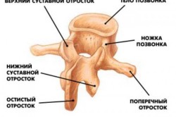 Строение позвонка Строение позвонка