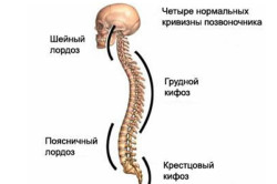 Нормальная кривизна позвоночника