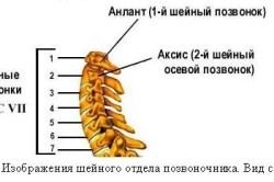 Строение шейного отдела позвоночника