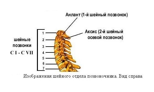 Строение шейного отдела позвоночника
