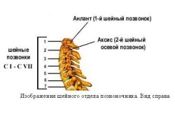 Строение шейного отдела позвоночника